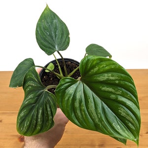 Philodendron Plowmanii 4 inch or 6 inch pot