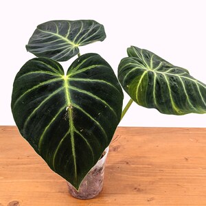 Philodendron luxurians Rare Aroid 4 Inch Pot image 8