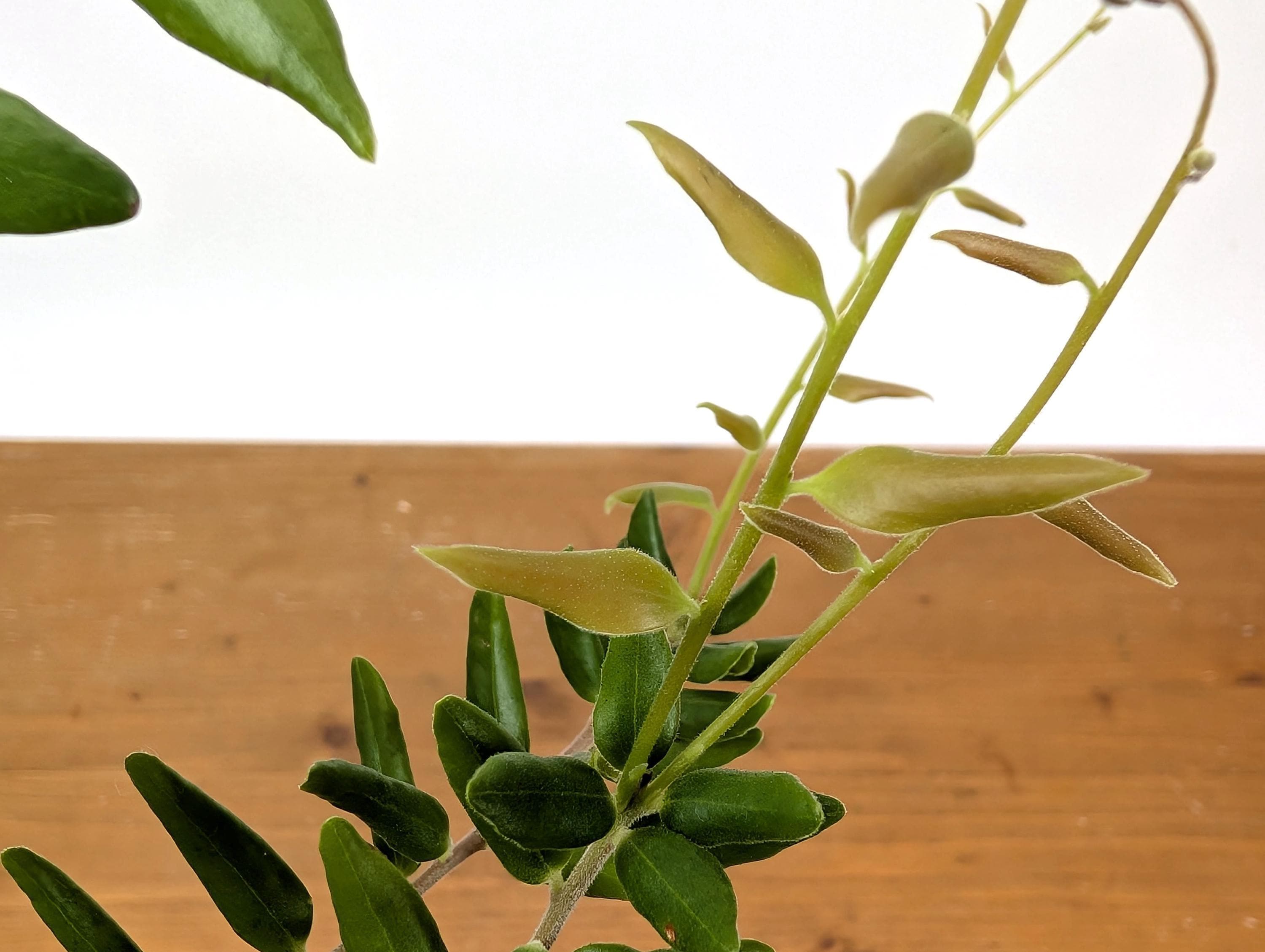 Ceratostema Doucettei - Assorted 4 Inch Pots - Etsy