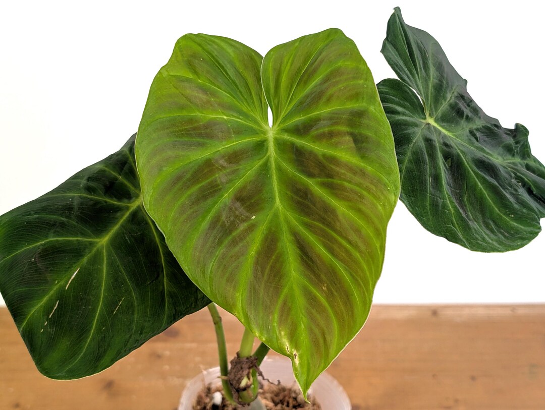 Philodendron Verrucosum 'acoiris' - 4 Inch Pots - Etsy