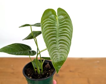 Anthurium Veitchii 'King' Narrow Pot Size: 4"  - Live Tropical Houseplant Indoor Aroid