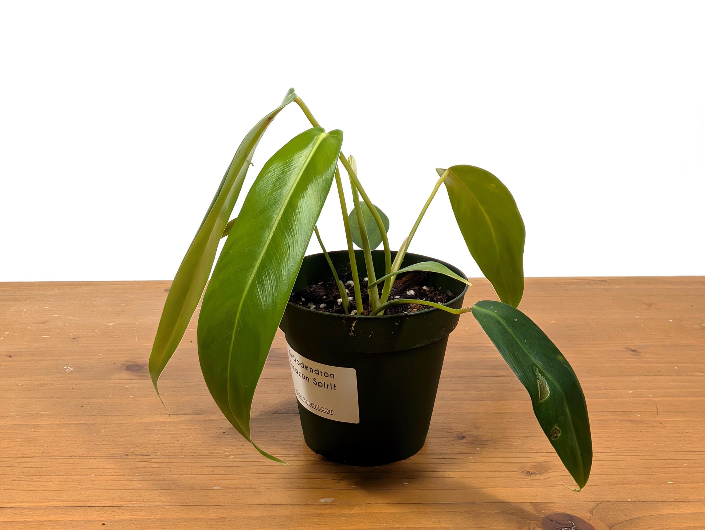 Philodendron Amazon Spirit (patriciae X Spiritus Sancti) - 4 Inch 