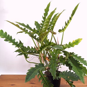 Philodendron Jungle Boogie Tiger Tooth Wild Type