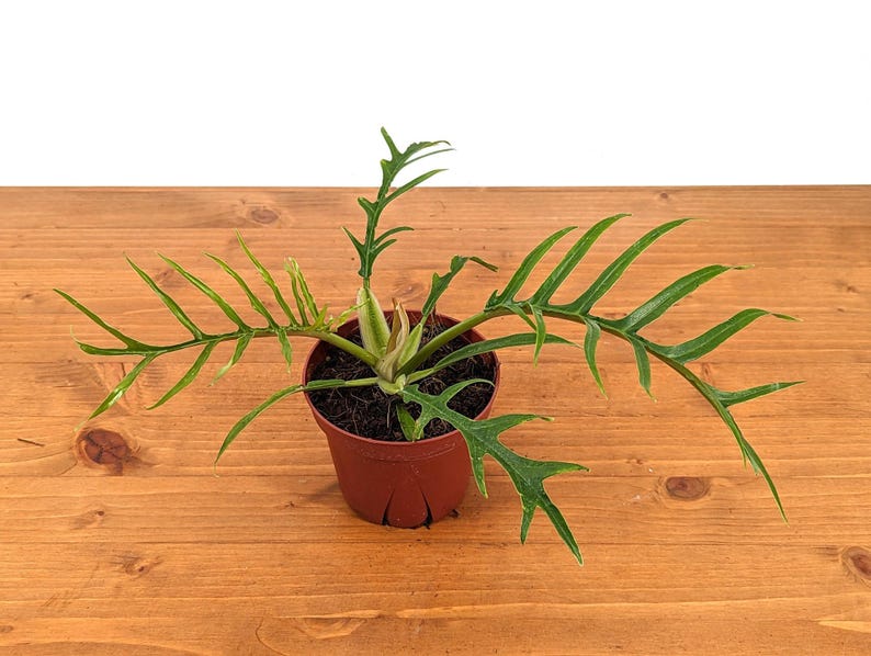 Plantamani Philodendron Tortum - Thumbnail 5