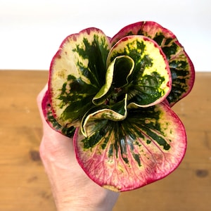 Rose Croton - 4 Inch Pot (Codiaeum variegatum)