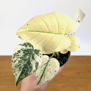 May include: A variegated houseplant with white and green leaves. The plant is in a small black pot.