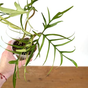 moringa plant leaves Moringa Tree – Sarvodaya Institute