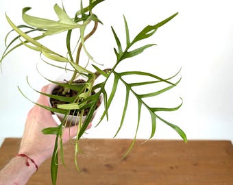 Philodendron Quercifolium Thin Leaf / Narrow Form,, SUPER RARE !! 10 Inch  to 13 Inch Leaves - Etsy