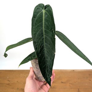 Anthurium Warocqueanum Esmeralda 'Dark Queen' - 4 Inch Pot - Live Plants