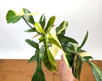 Philodendron Panduriforme Aurea / Yellow Panda - Etsy