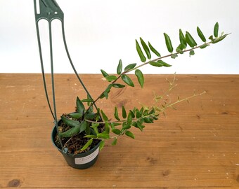 Ceratostema Doucettei - Assorted 4 Inch Pots - Etsy