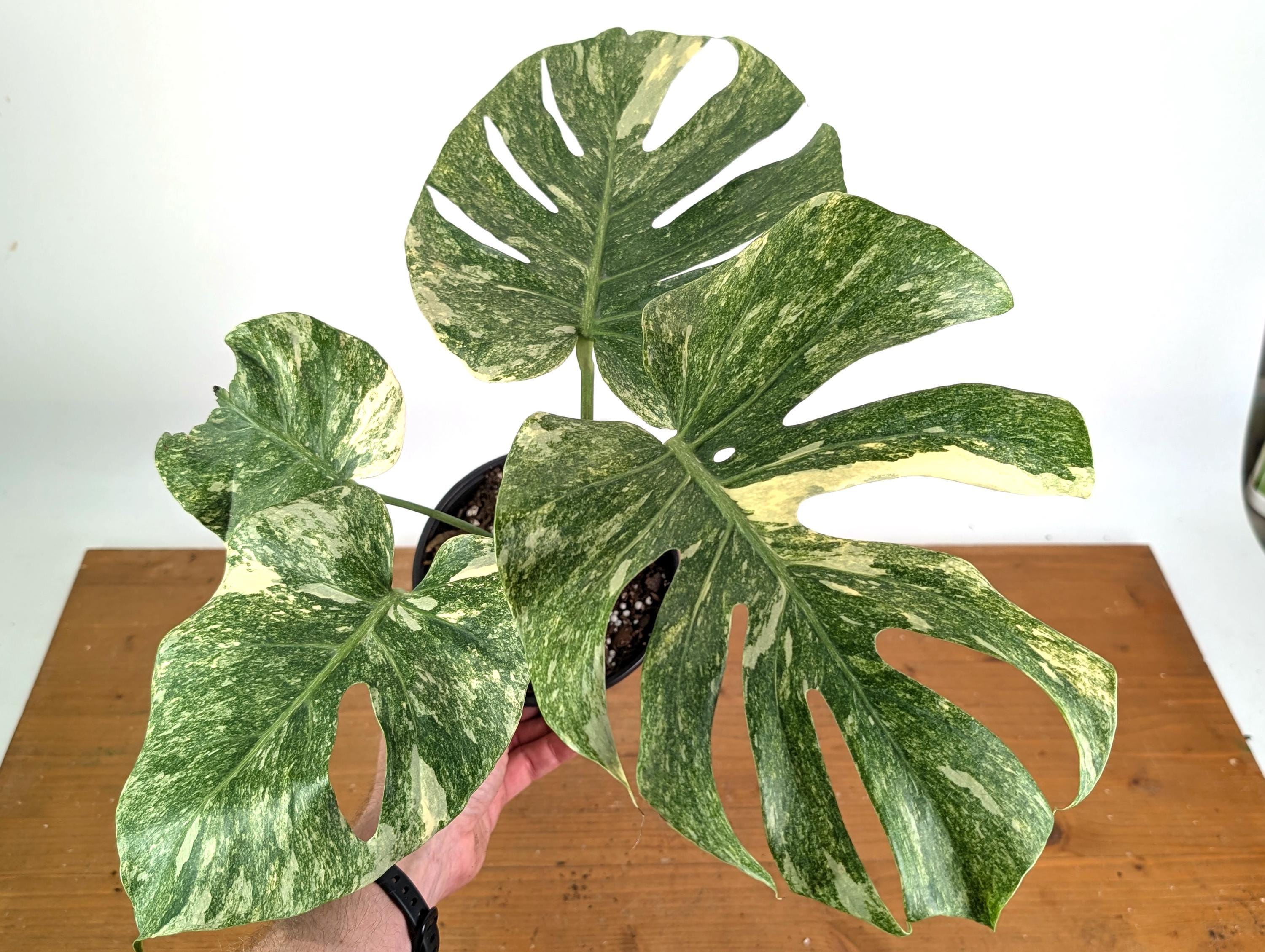 1*4ありさま Q529 Monstera Green スノー モンステラ グリーン-green