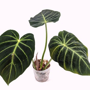 Philodendron luxurians Rare Aroid 4 Inch Pot image 1