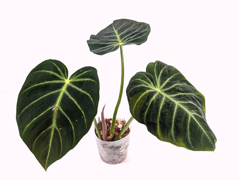 Philodendron luxurians Rare Aroid 4 Inch Pot image 1