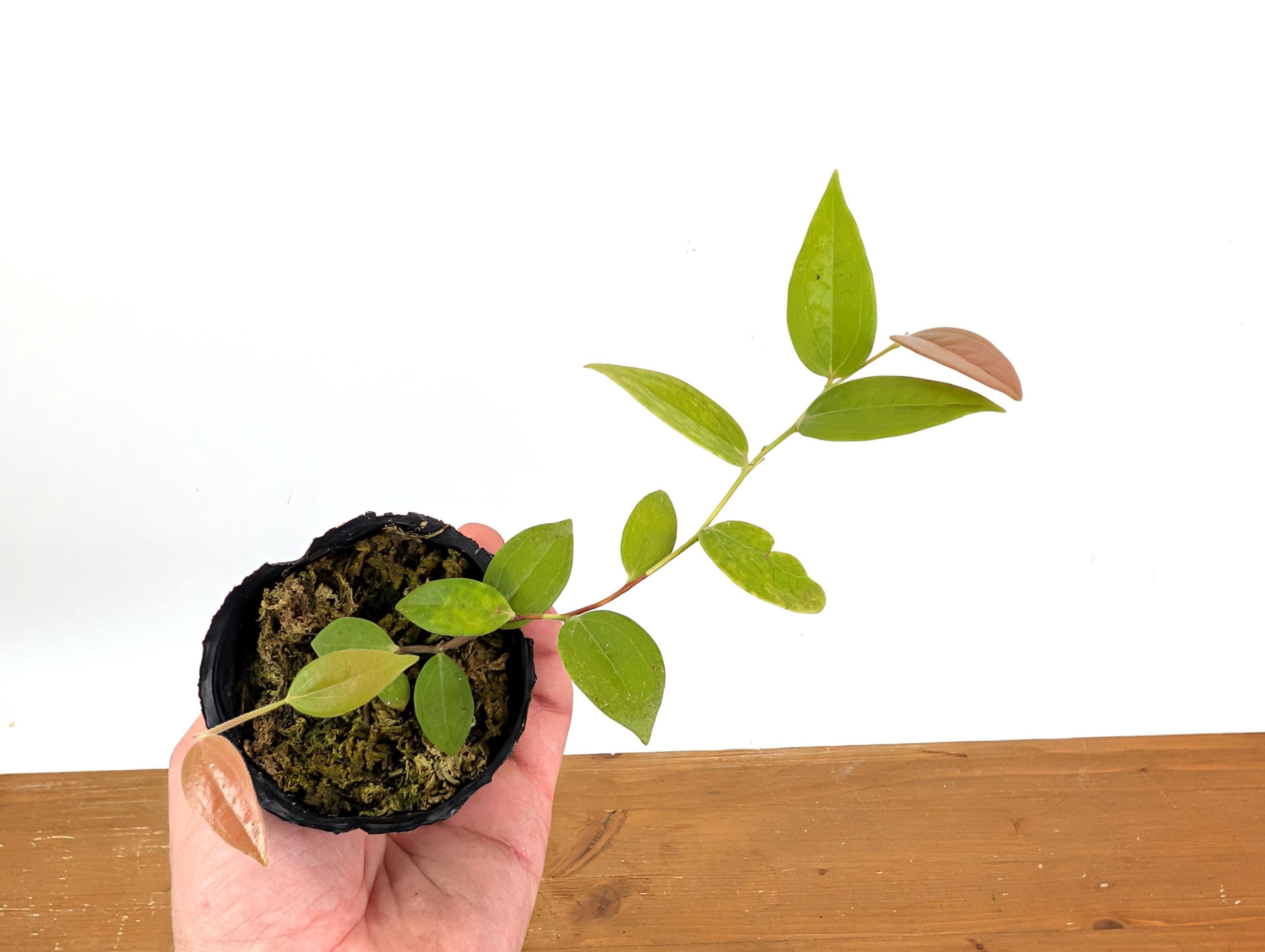 Ceratostema Lanigerum 'neotropical Blueberry' - Assorted 4 Inch