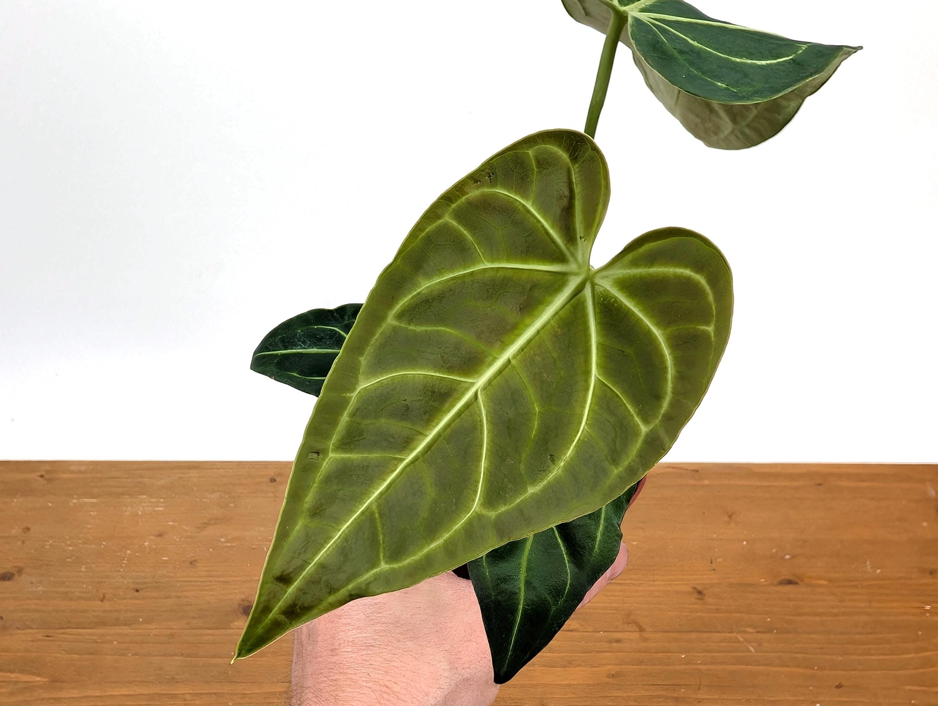 Anthurium Regale - Choose From 3 Sizes - Etsy