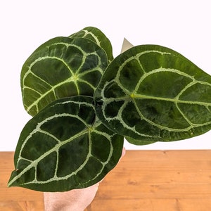 Anthurium Forgetii White Stripe 4 inch pot Live Houseplant Tropical Indoor Plant