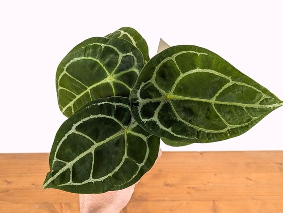 Anthurium Forgetii White Stripe 4 Inch Pot Live Houseplant Tropical Indoor  Plant - Etsy