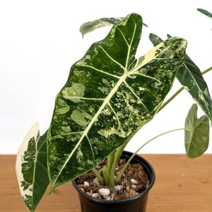 Variegated Alocasia Frydek - Plants Amazing Patterns with Tall Stems - 1 Gallon Pots