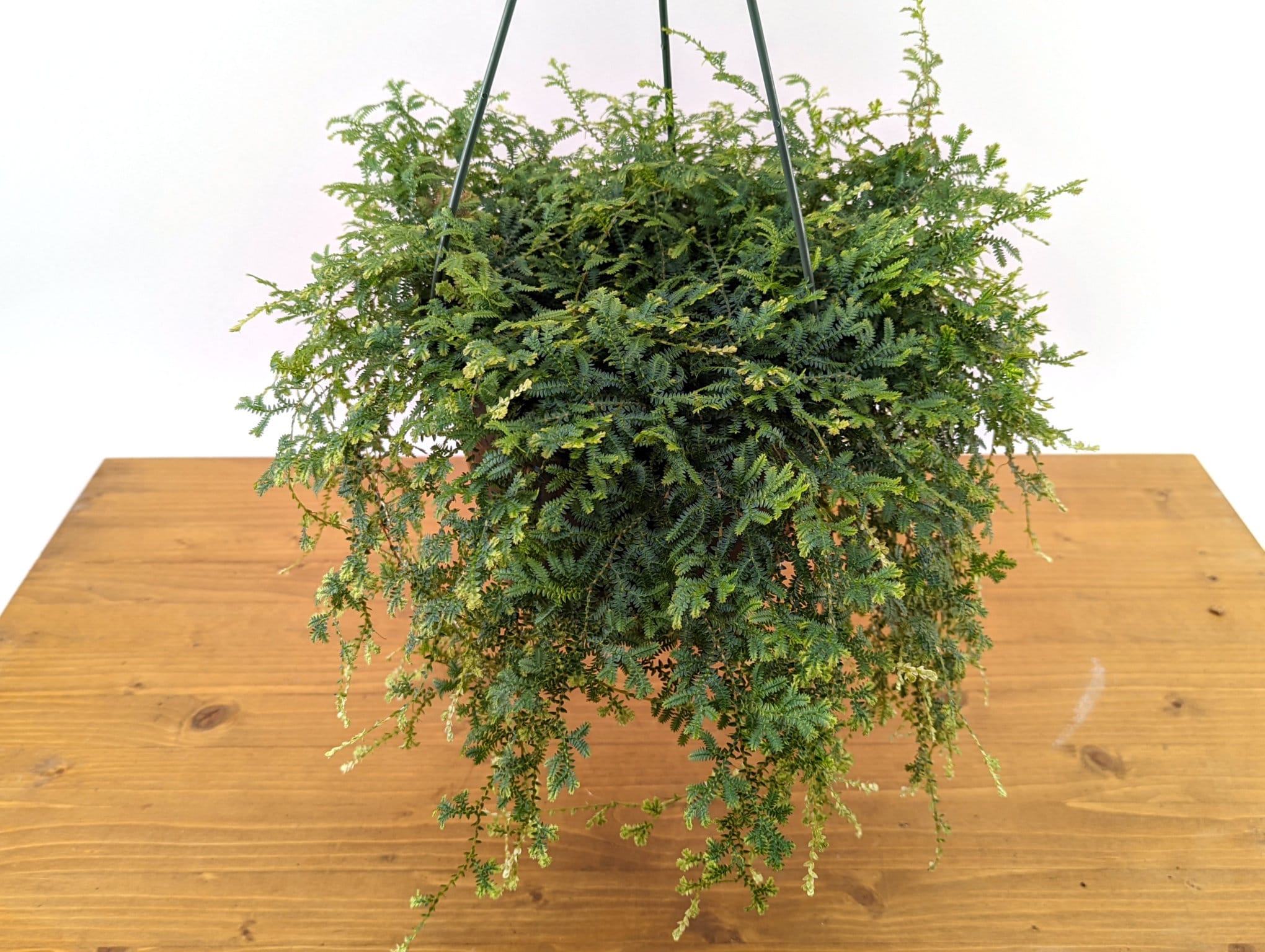 Tropical Indoor Plant in Moss Basket