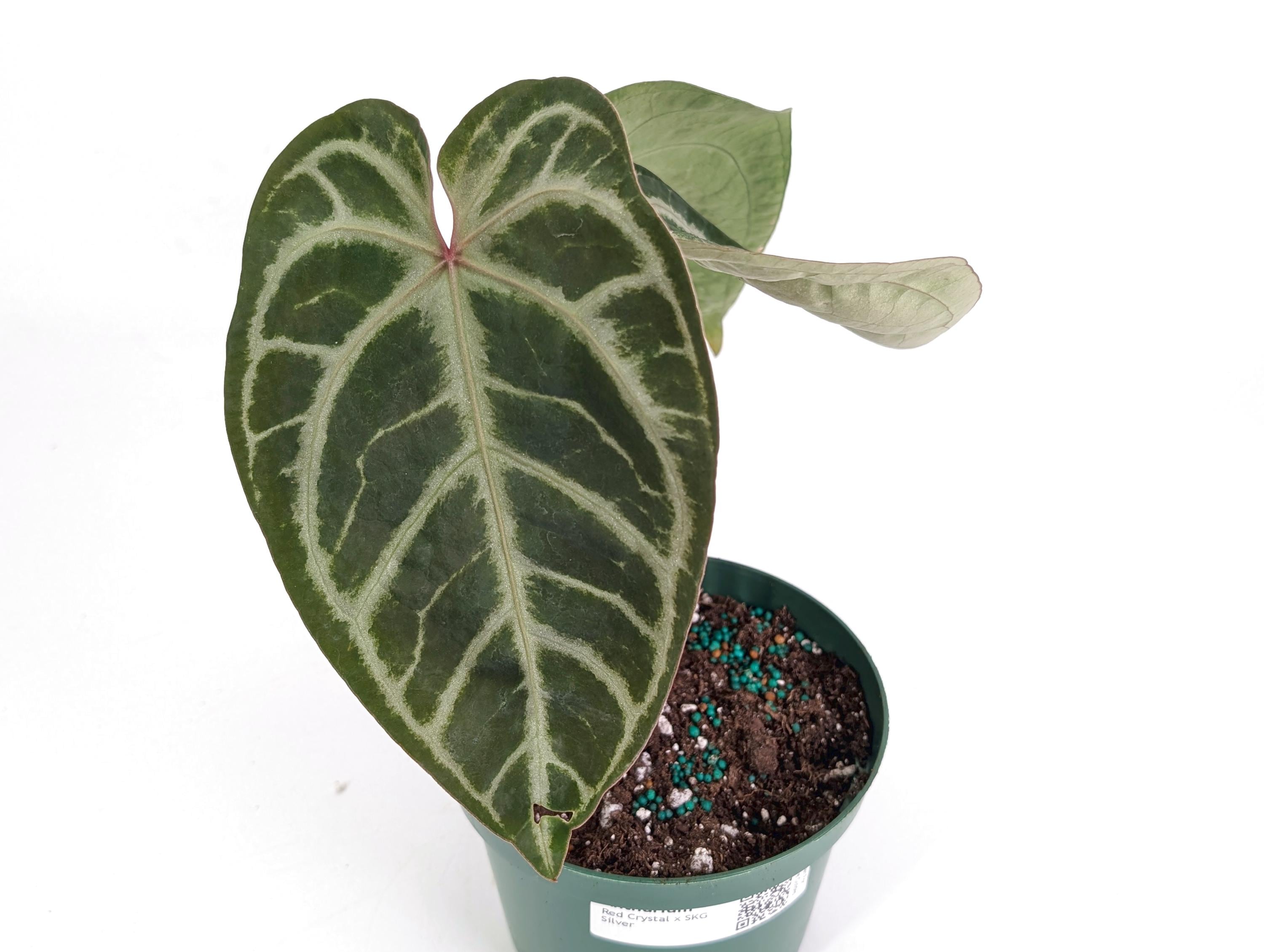 Skg Silver Anthurium - Etsy