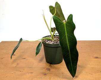 Philodendron Spiritus Sancti - 6 Inch Pot Large Plants and 4 inch pots