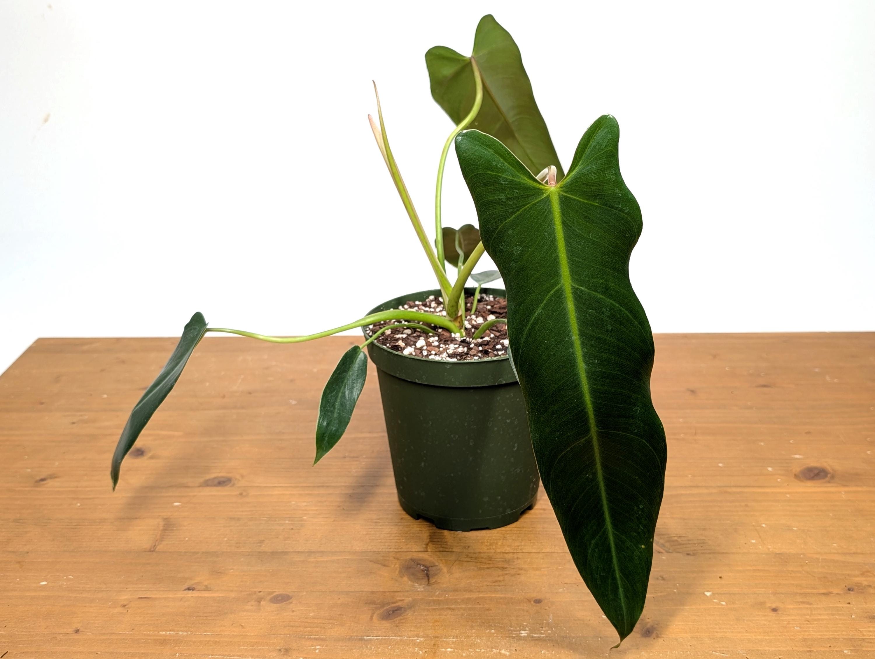 Philodendron Spiritus Sancti - 6 Inch Pot Large Plants and 4 Inch