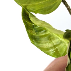 Variegated Philodendron Fuzzy Petiole Starter Plants Exact Plant image 4