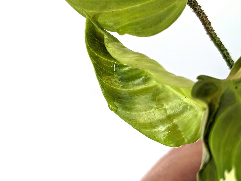 Variegated Philodendron Fuzzy Petiole Starter Plants Exact Plant image 4