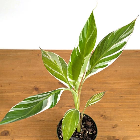その他観葉植物 Musa Florida variegated Variegated Musa Florida Banana Tree - Rare Exotic Tropical