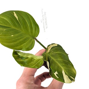 Variegated Philodendron Fuzzy Petiole Starter Plants Exact Plant Plant A