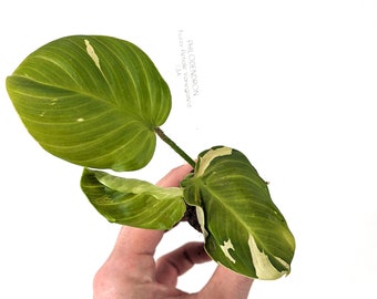 Variegated Philodendron Fuzzy Petiole | Starter Plants - Exact Plant