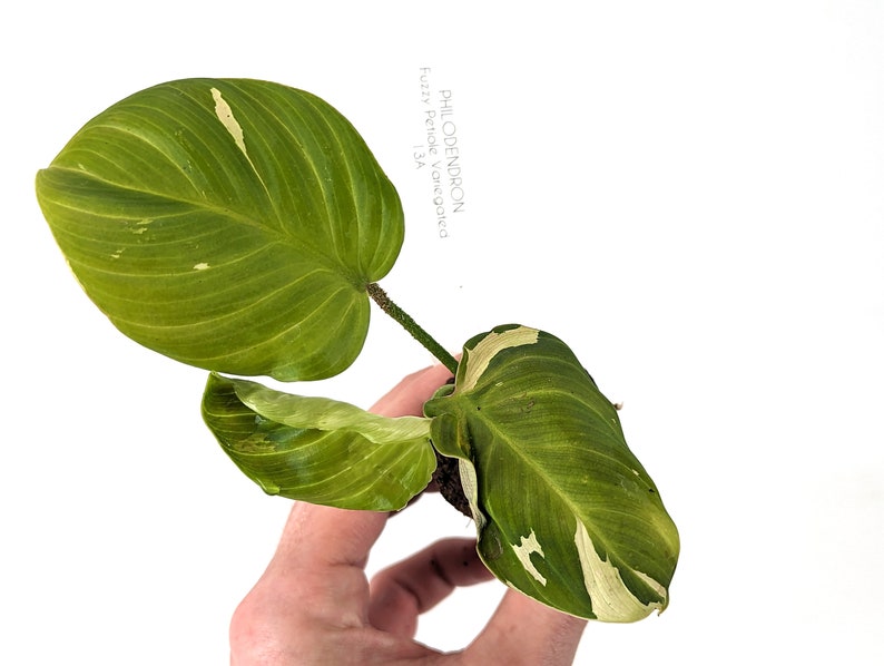 Variegated Philodendron Fuzzy Petiole Starter Plants Exact Plant Plant A