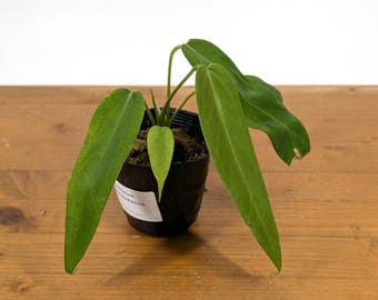 Anthurium Zamora Queen - (mamoratum 2 X Warocqueanum) - Etsy