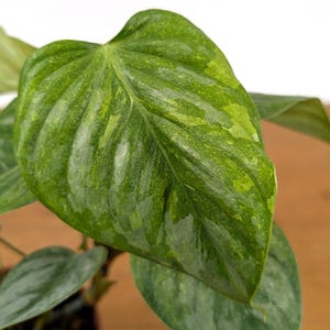 Philodendron Sodiroi Variegated *RARE* 4 Inch Pots