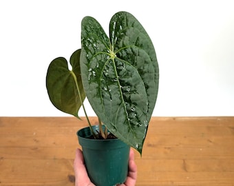 floraria anthurium Anthrium (Flamingo Lily) main image 0