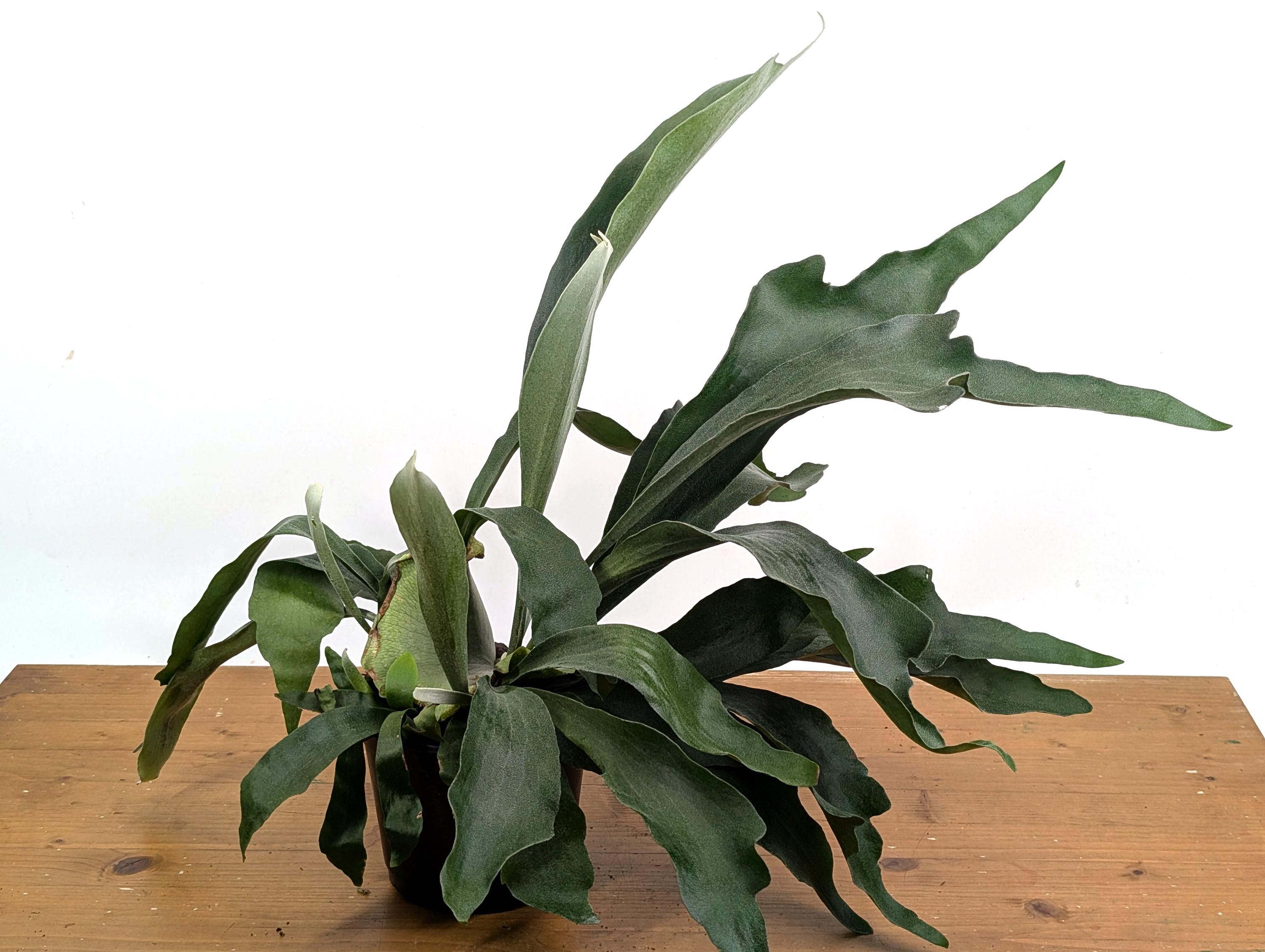 Staghorn Fern Platycerium Bifurcatum Netherlands in 8 Inch Pot - Etsy