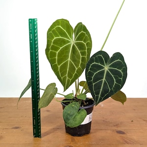 Anthurium Clarinervium  - US Seller