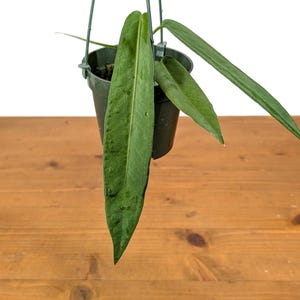 Anthurium Pallidiflorum - Strap Leaf Live Tropical Aroid Plant image 6