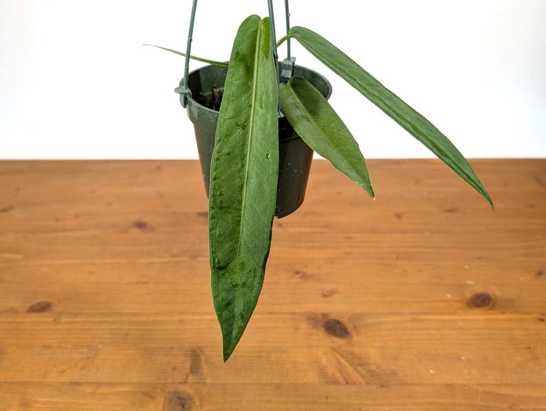 Anthurium Pallidiflorum - Strap Leaf Live Tropical Aroid Plant image 6