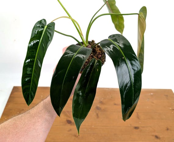philodendron blushing Blushing Philodendron - Philodendron erubescens main image 1