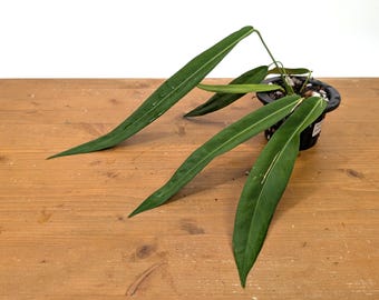 Anthurium Pallidiflorum Pendant Strap Leaves- 4 inch pot with ONE or more leaves - Live House Plant
