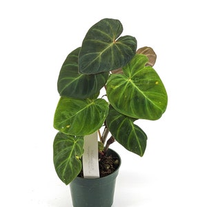 Variegated Philodendron Monkey Tail Fibrosum x Verrucosum Hybrid Each One is One of A Kind Seed Grown 4 inch pot image 4