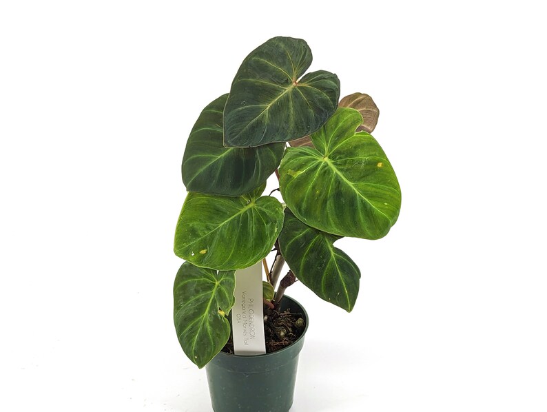 Variegated Philodendron Monkey Tail Fibrosum x Verrucosum Hybrid Each One is One of A Kind Seed Grown 4 inch pot image 4