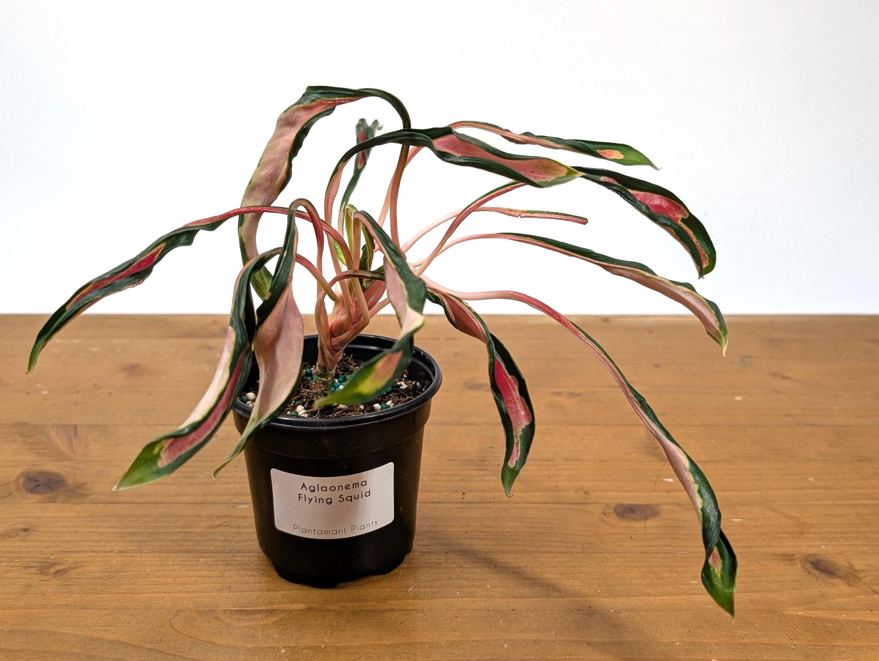 black cardinal philodendron care Philodendron 'Black Cardinal'