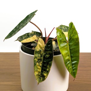 Philodendron Billietiae Variegated - 4 inch and 6 inch Pots
