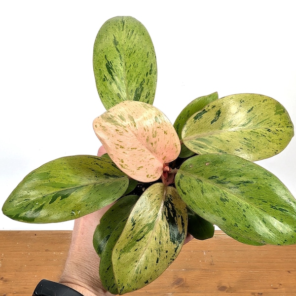 Philodendron Congo Mint Variegated