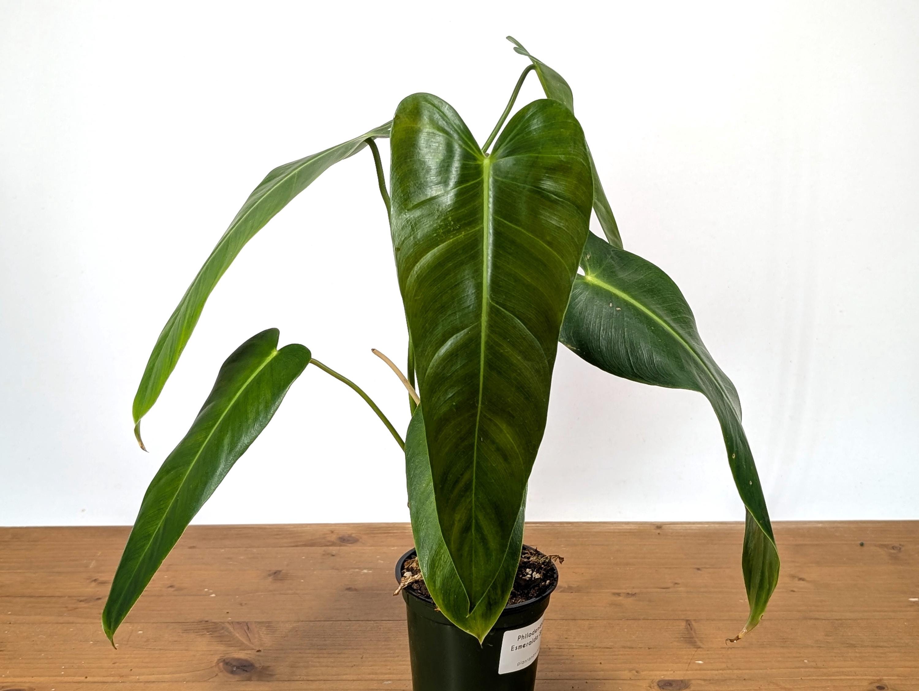 riesen philodendron Großer Philodendron scandens – Green Me Up main image 0
