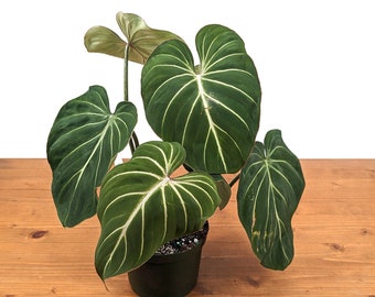 Philodendron Gloriosum Starter Plant 3 inch pot - FREE Shipping Eligible