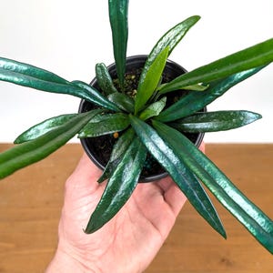 May include: A top-down view of a small potted plant with long, dark green leaves. The leaves have a glossy sheen and radiate outwards from the center. The pot is black, and the plant is held in a hand.